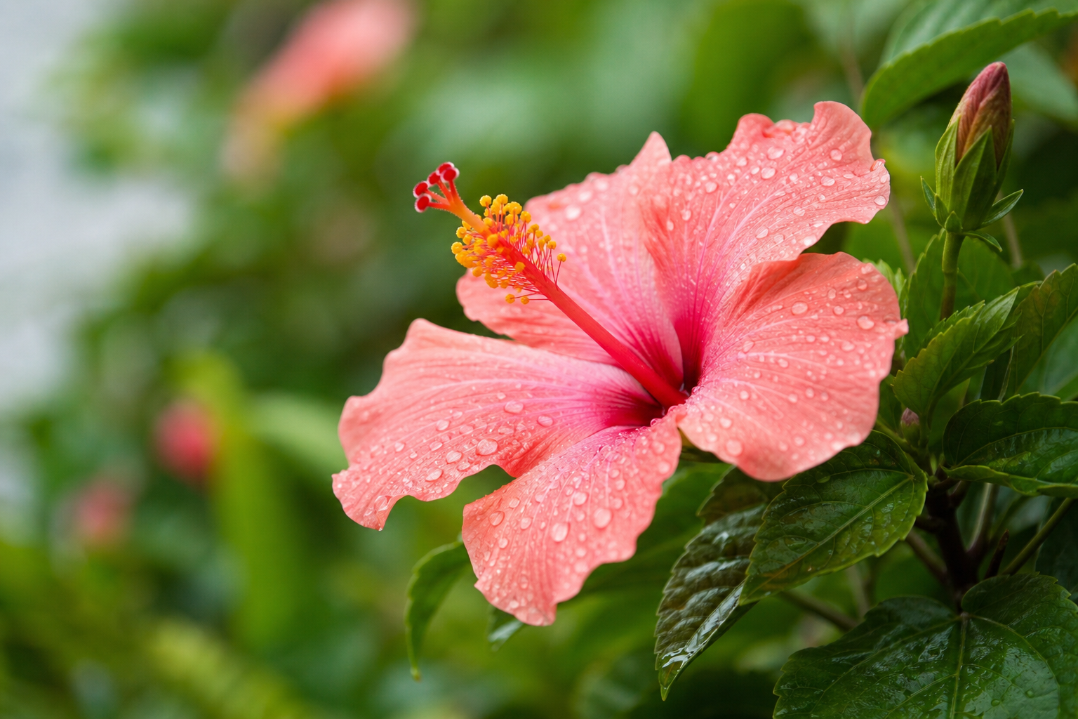 沖縄の庭で咲くチリントゥの花びらのしずく